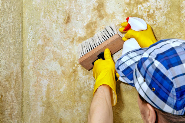 Mold Remediation for Rental Properties in East Helena, MT